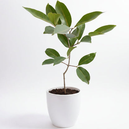 Black Plum, Syzygium Cumini, Java Plum, Jamun, Jambolan
