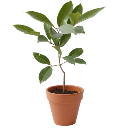 Black Plum, Syzygium Cumini, Java Plum, Jamun, Jambolan