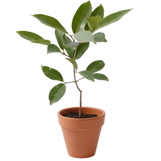 Black Plum, Syzygium Cumini, Java Plum, Jamun, Jambolan
