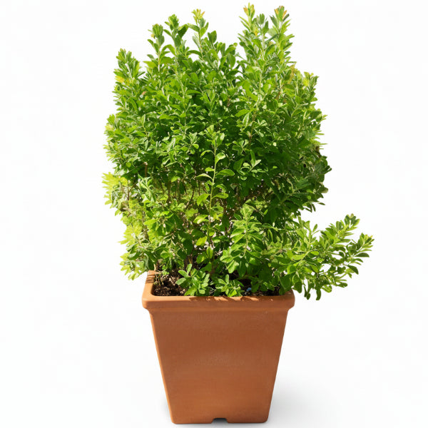 Potted plant on a garden path with a house and garden in the background