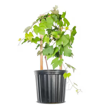 Grapes Vine, Vitis Vinifera