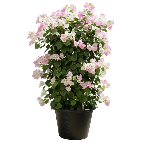 Bougainvillea Cocoice, Coconut Ice - Greenie.ae Dubai UAE Delivery Online Shop
