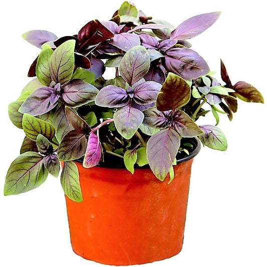 Red Sweet Basil, Sweet Genovese - www.Greenie.ae Buy online Best and Healthy Plants and quality products guarantee in Dubai Plants Shop in Dubai Abu Dhabi all over UAE Plants near me Fresh Plants in Dubai where to buy plants in UAE - Greenie.ae