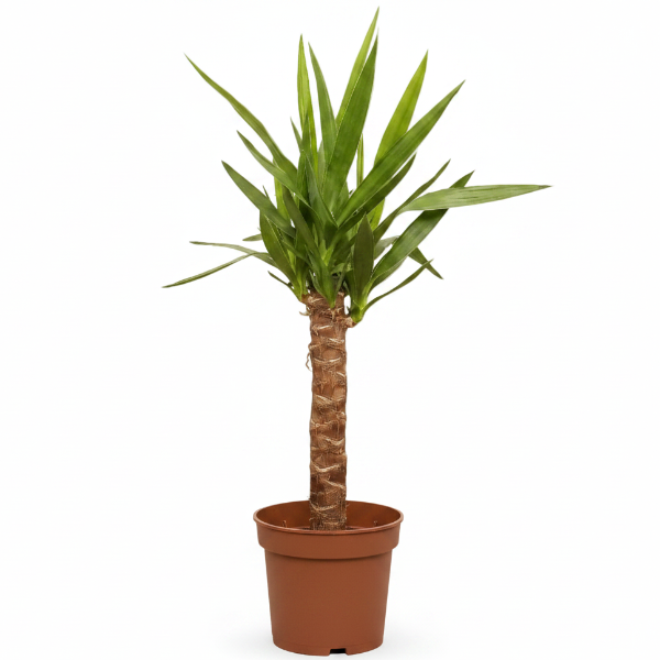 Yucca Elephantipes, Spineless Yucca, Giant Yucca