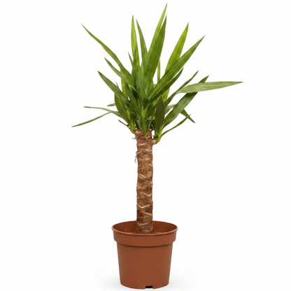 Yucca Elephantipes, Spineless Yucca, Giant Yucca