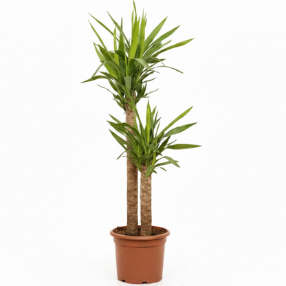 Yucca Elephantipes, Spineless Yucca, Giant Yucca
