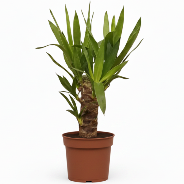 Yucca Elephantipes, Spineless Yucca, Giant Yucca