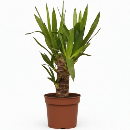 Yucca Elephantipes, Spineless Yucca, Giant Yucca