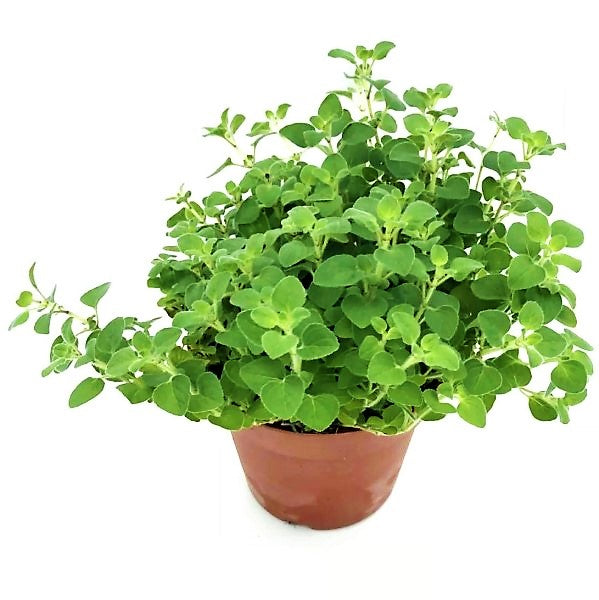 Oregano Herb, Origanum Vulgare,buy online Best and Healthy Plants and quality products guarantee in Dubai Plants Shop in Dubai Abu Dhabi all over UAE Plants near me Fresh Plants in Dubai where to buy plants in UAE