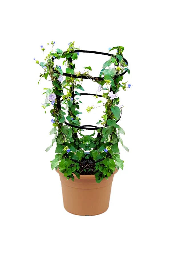 Jacquemontia Pentantha, Sky Blue Cluster Vine