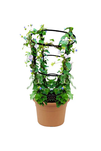 Jacquemontia Pentantha, Sky Blue Cluster Vine