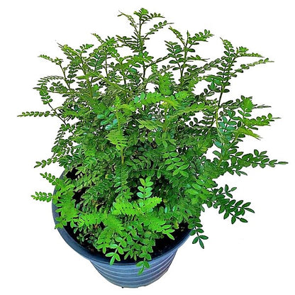 Zanthoxylum Odorum, Lemon Pepper Plant - www.Greenie.ae Buy online Best and Healthy Plants and quality products guarantee in Dubai Plants Shop in Dubai Abu Dhabi all over UAE Plants near me Fresh Plants in Dubai where to buy plants in UAE - Greenie.ae