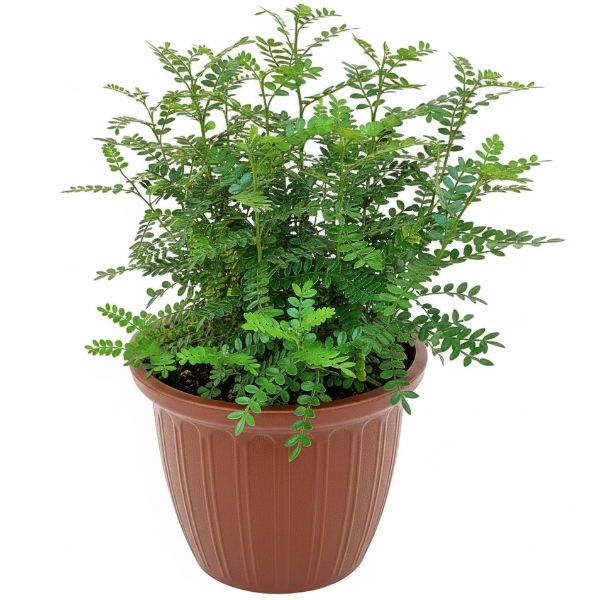 Lemon Pepper Plant Zanthoxylum Odorum - www.Greenie.ae Buy online Best and Healthy Plants and quality products guarantee in Dubai Plants Shop in Dubai Abu Dhabi all over UAE Plants near me Fresh Plants in Dubai where to buy plants in UAE - Greenie.ae