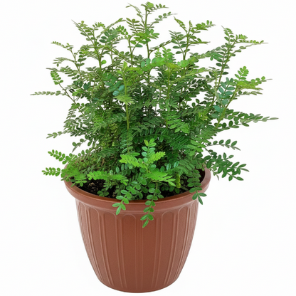 Lemon Pepper Plant Zanthoxylum Odorum - www.Greenie.ae Buy online Best and Healthy Plants and quality products guarantee in Dubai Plants Shop in Dubai Abu Dhabi all over UAE Plants near me Fresh Plants in Dubai where to buy plants in UAE - Greenie.ae