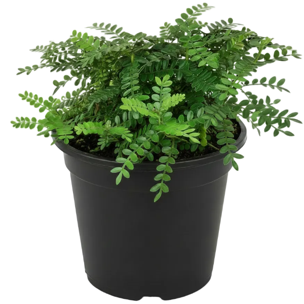Lemon Pepper Plant Zanthoxylum Odorum - www.Greenie.ae Buy online Best and Healthy Plants and quality products guarantee in Dubai Plants Shop in Dubai Abu Dhabi all over UAE Plants near me Fresh Plants in Dubai where to buy plants in UAE - Greenie.ae