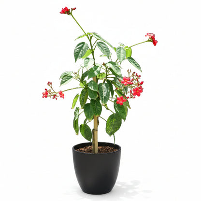 Jatropha Integerrima, Peregrine, Spicy Jatropha