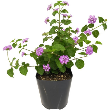 Lantana Montevidensis Purple, Trailing lantana