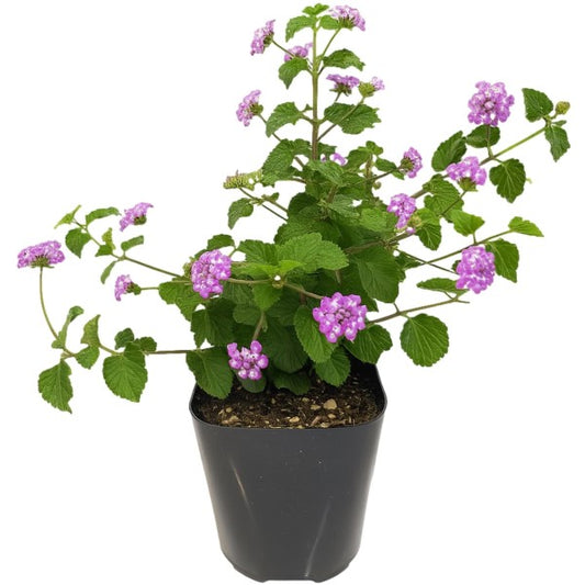 Lantana Montevidensis Purple, Trailing lantana