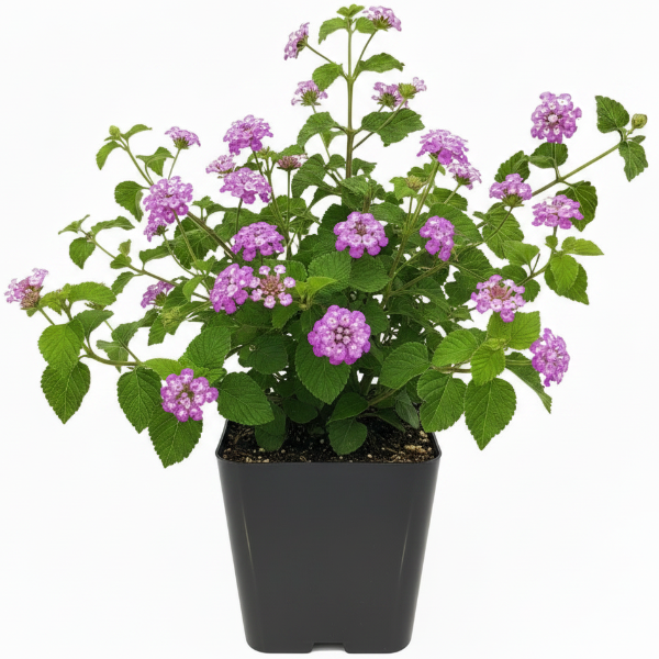 Lantana Montevidensis Purple, Trailing lantana - Greenie.ae Dubai UAE Delivery Online Shop