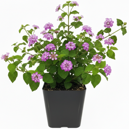 Lantana Montevidensis Purple, Trailing lantana - Greenie.ae Dubai UAE Delivery Online Shop