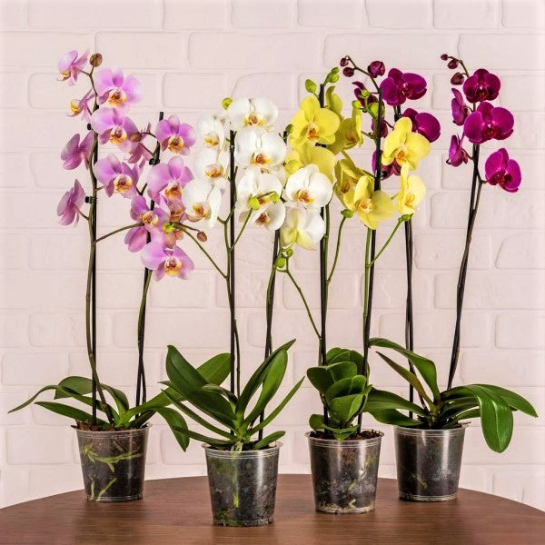 Moth Orchids, Phalaenopsis orchids - www.Greenie.ae Buy online Best and Healthy Plants and quality products guarantee in Dubai Plants Shop in Dubai Abu Dhabi all over UAE Plants near me Fresh Plants in Dubai where to buy plants in UAE - Greenie.ae