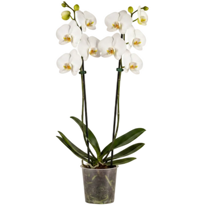 Moth Orchids, Phalaenopsis orchids