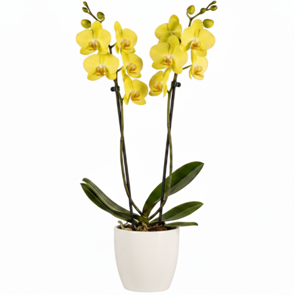 Moth Orchids, Phalaenopsis orchids