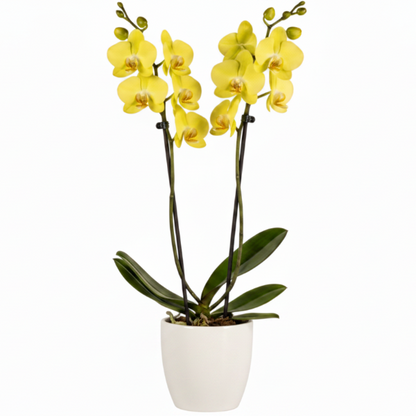 Moth Orchids, Phalaenopsis orchids