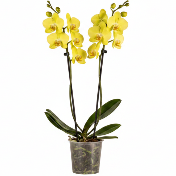 Moth Orchids, Phalaenopsis orchids