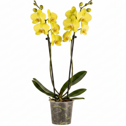 Moth Orchids, Phalaenopsis orchids