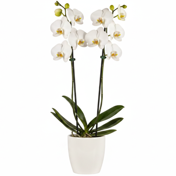 Moth Orchids, Phalaenopsis orchids