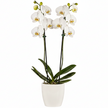 Moth Orchids, Phalaenopsis orchids