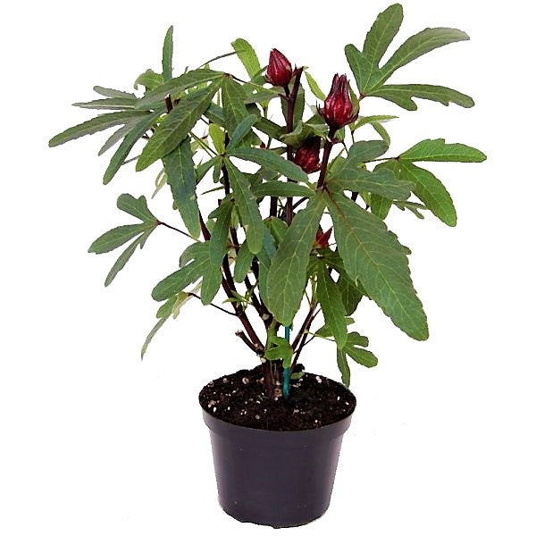 Hibiscus Sabdariffa, Roselle, Karkade - www.Greenie.ae Buy online Best and Healthy Plants and quality products guarantee in Dubai Plants Shop in Dubai Abu Dhabi all over UAE Plants near me Fresh Plants in Dubai where to buy plants in UAE - Greenie.ae