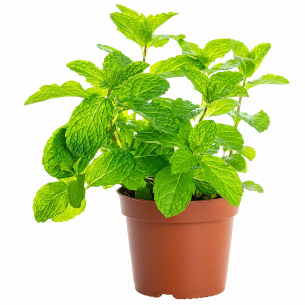 Mint Plant, Mentha - Greenie.ae Dubai UAE Delivery Online Shop