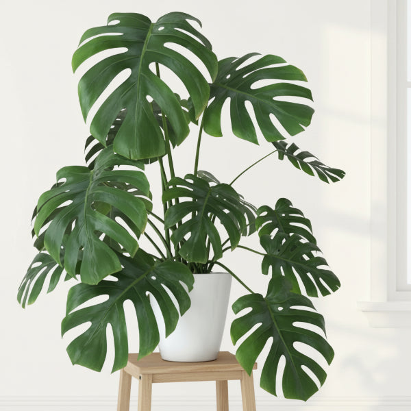 Potted Monstera plant with large green leaves on a white background