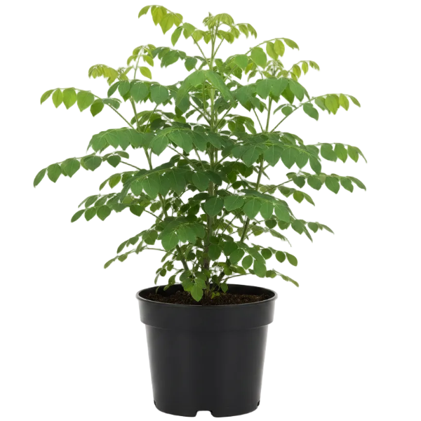 Moringa Oleifera, Drum Stick - Greenie.ae Dubai UAE Delivery Online Shop
