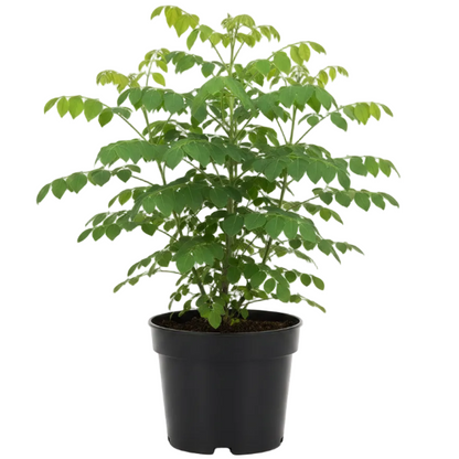 Moringa Oleifera, Drum Stick - Greenie.ae Dubai UAE Delivery Online Shop