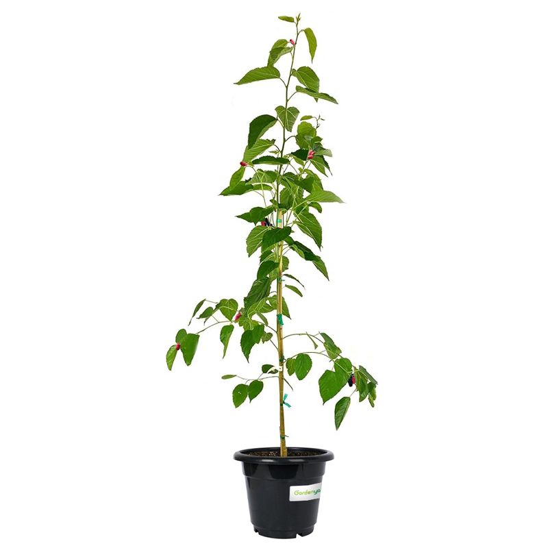 Mulberry Tree, Morus Alba - Greenie.ae Dubai UAE Delivery Online Shop