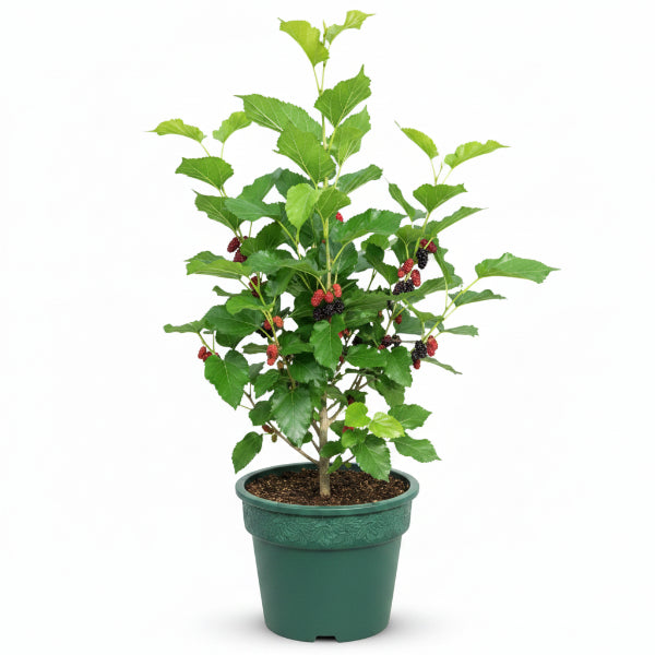 Mulberry Tree, Morus Alba - Greenie.ae Dubai UAE Delivery Online Shop