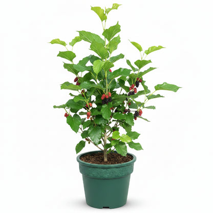 Mulberry Tree, Morus Alba - Greenie.ae Dubai UAE Delivery Online Shop