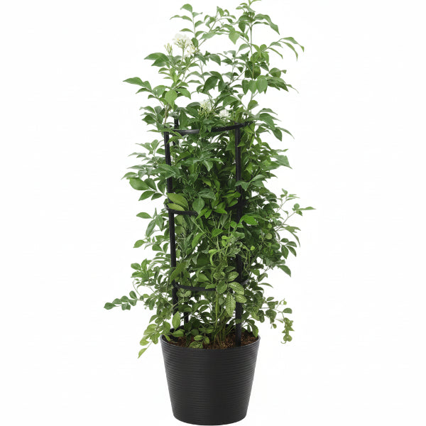 Murraya paniculata, Orange Jasmine, Thai Jasmine - Greenie.ae Dubai UAE Delivery Online Shop