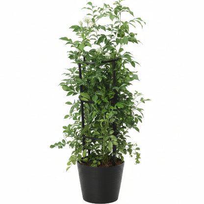 Murraya paniculata, Orange Jasmine, Thai Jasmine - Greenie.ae Dubai UAE Delivery Online Shop