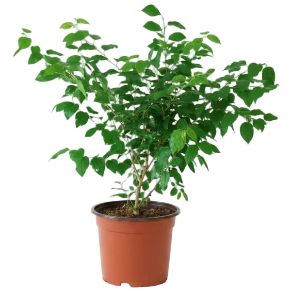Ziziphus Spina Christi, Sidr Tree