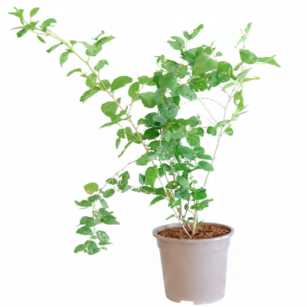 Ziziphus Spina Christi, Sidr Tree
