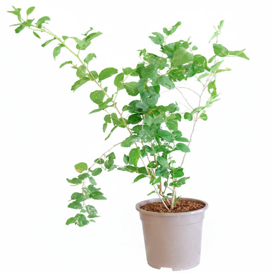 Ziziphus Spina Christi, Sidr Tree