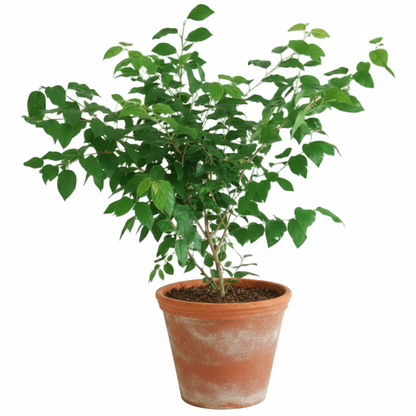 Ziziphus Spina Christi, Sidr Tree