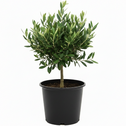 Olive Dwarf Indoor - Olive Bonsai - Greenie.ae Dubai UAE Delivery Online Shop