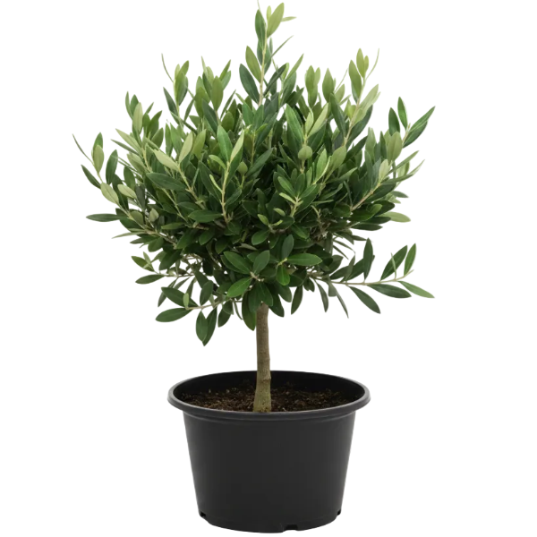 Olive Dwarf Indoor - Olive Bonsai - Greenie.ae Dubai UAE Delivery Online Shop