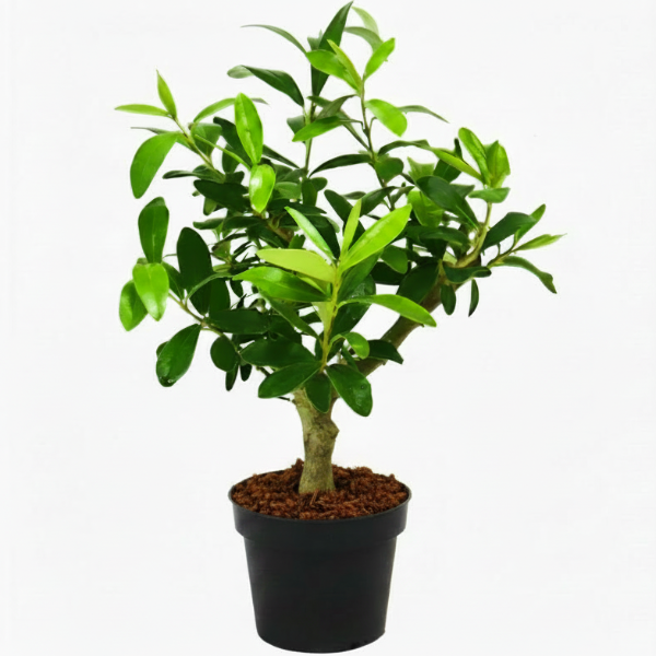Olive Dwarf Indoor - Olive Bonsai - Greenie.ae Dubai UAE Delivery Online Shop