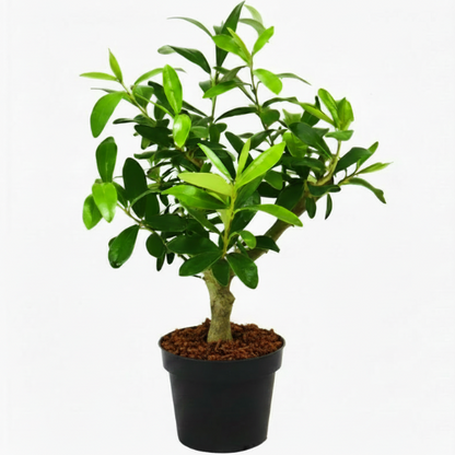 Olive Dwarf Indoor - Olive Bonsai - Greenie.ae Dubai UAE Delivery Online Shop